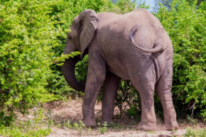 Green park safari and fishing lodge is a reowned camping for tiger fishing and other activities and also we provide like accommondation, fishing, game drive etc